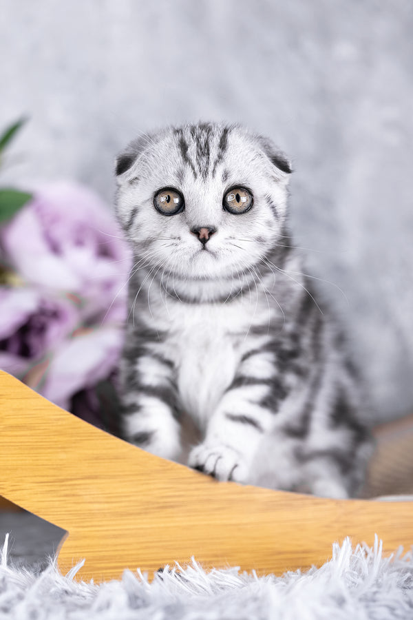 Risha | Scottish Fold Kitten