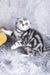 Risha | Scottish Fold Kitten
