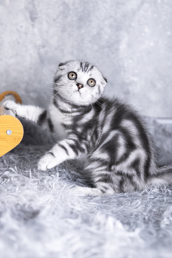 Risha | Scottish Fold Kitten