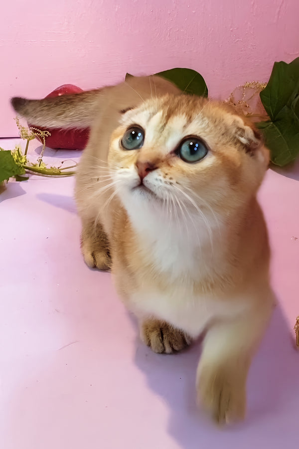 Rita | Munchkin Kitten