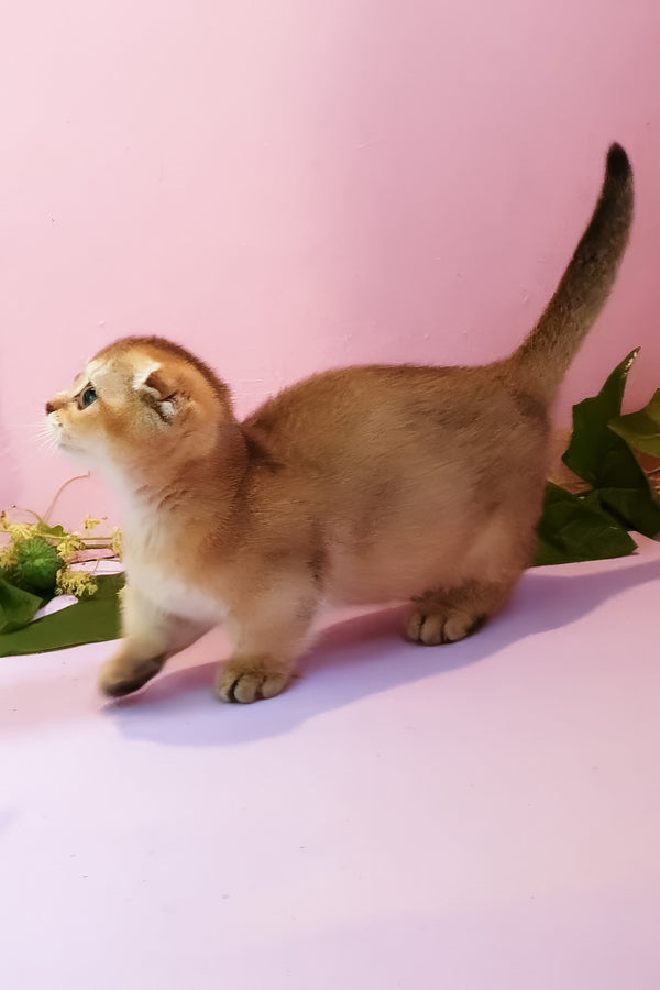 Rita | Munchkin Kitten
