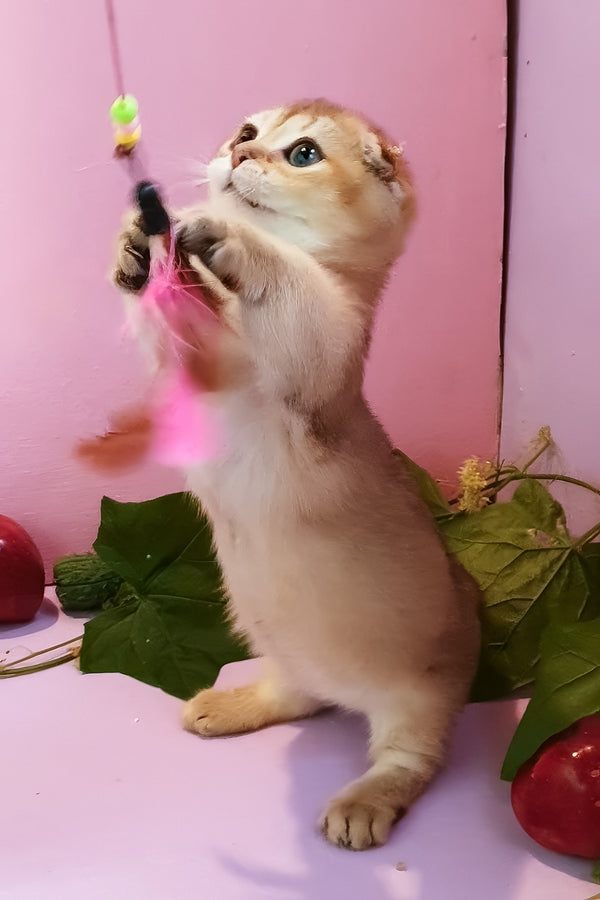 Rita | Munchkin Kitten