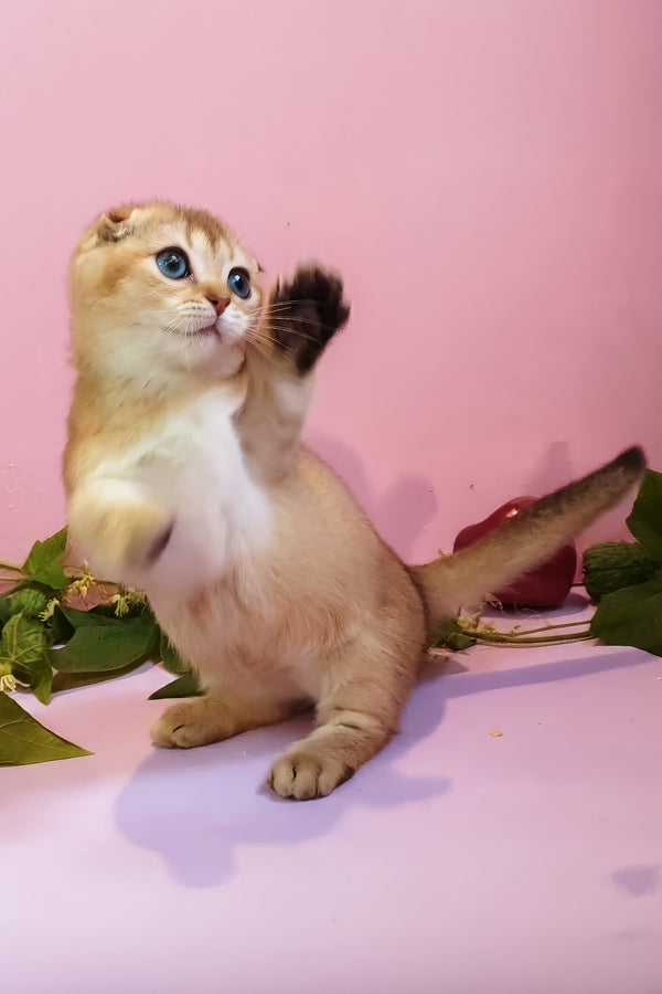 Rita | Munchkin Kitten