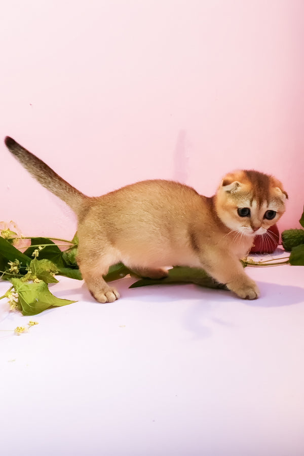 Rita | Munchkin Kitten