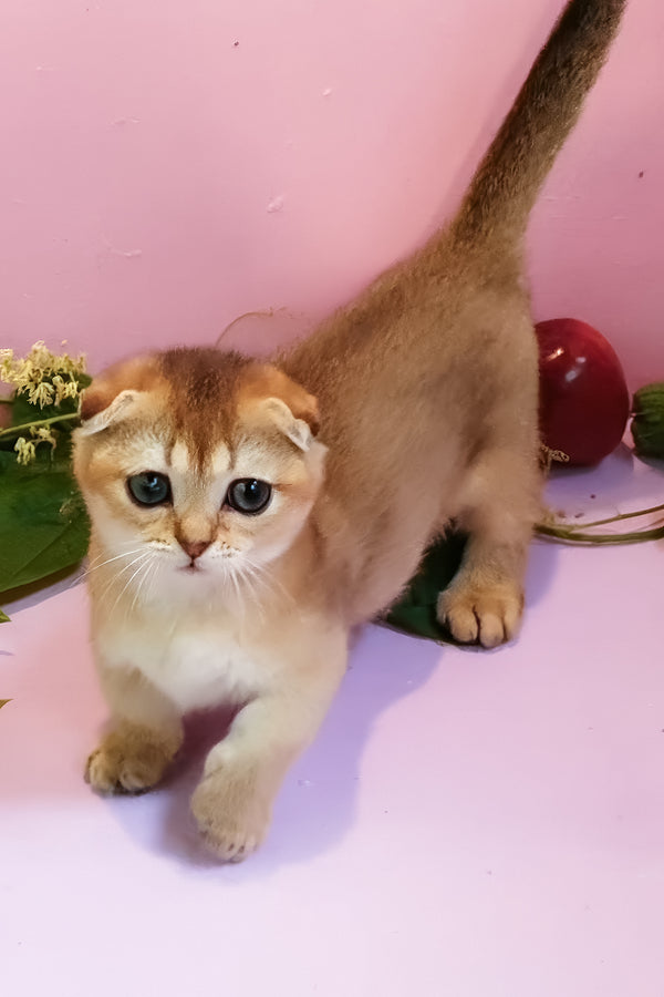 Rita | Munchkin Kitten