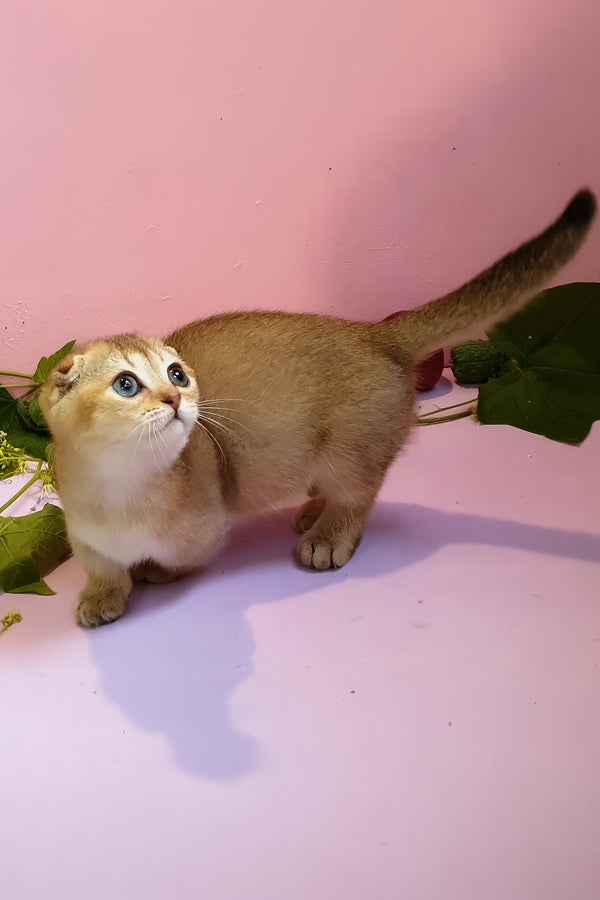 Rita | Munchkin Kitten