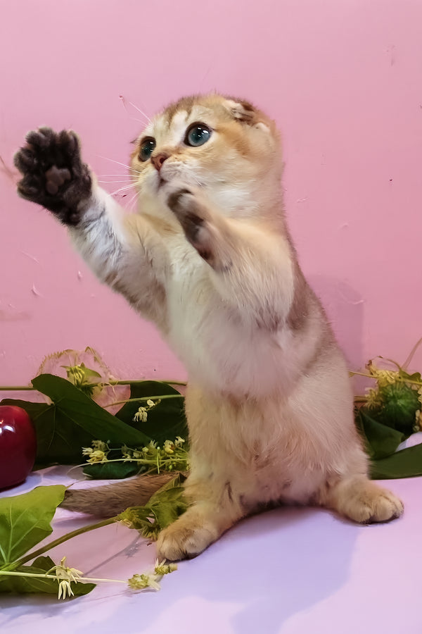 Rita | Munchkin Kitten