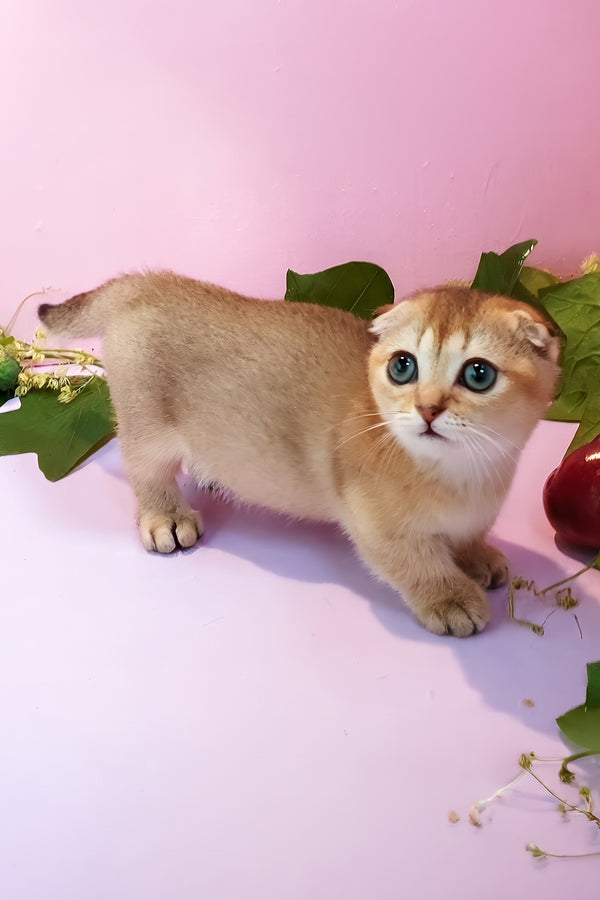 Rita | Munchkin Kitten