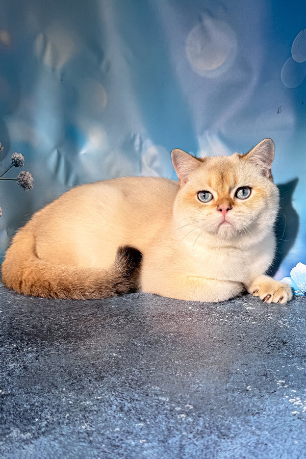 Rocky | Scottish Straight Kitten