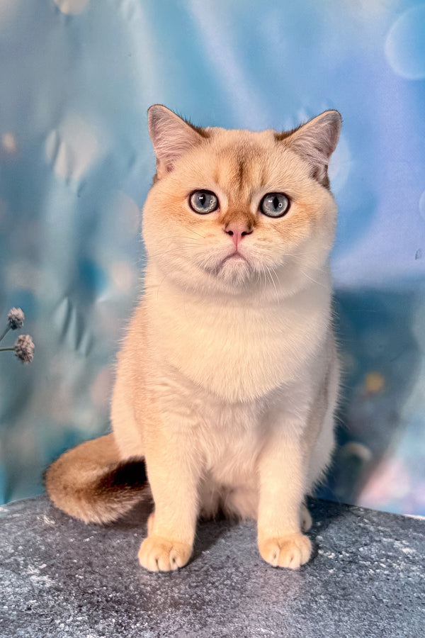 Rocky | Scottish Straight Kitten