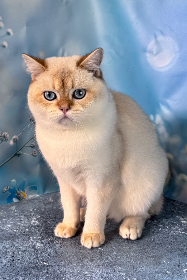 Rocky | Scottish Straight Kitten