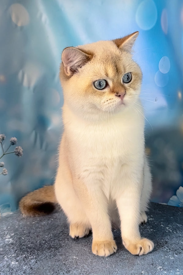 Rocky | Scottish Straight Kitten