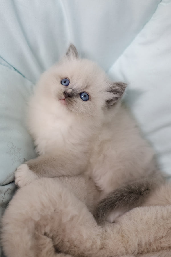 Roddy | Ragdoll Kitten