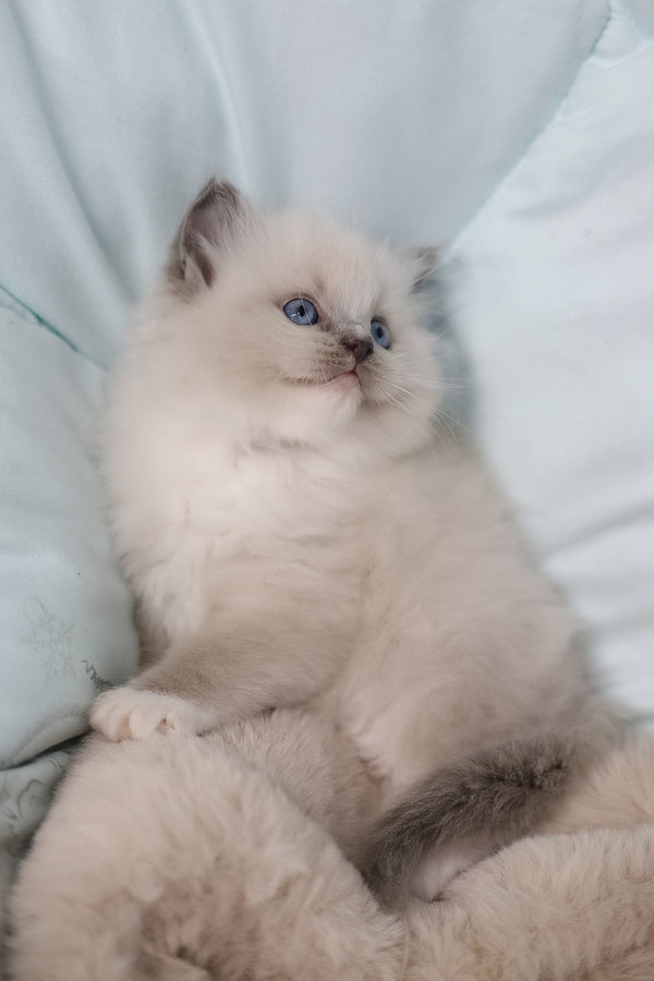 Roddy | Ragdoll Kitten