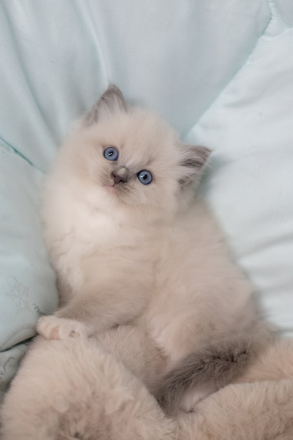Roddy | Ragdoll Kitten