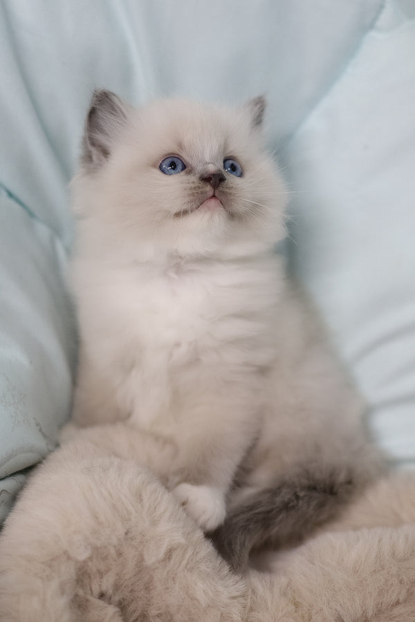 Roddy | Ragdoll Kitten