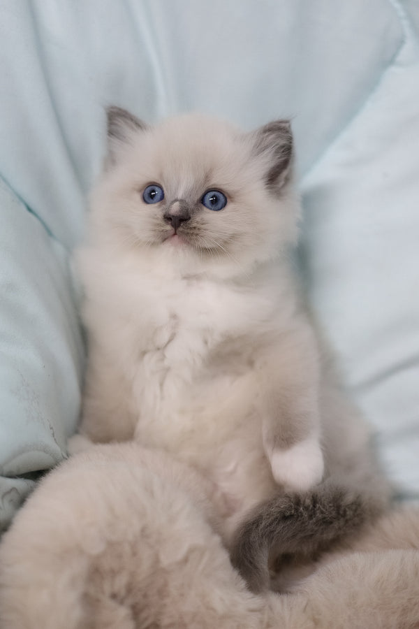 Roddy | Ragdoll Kitten
