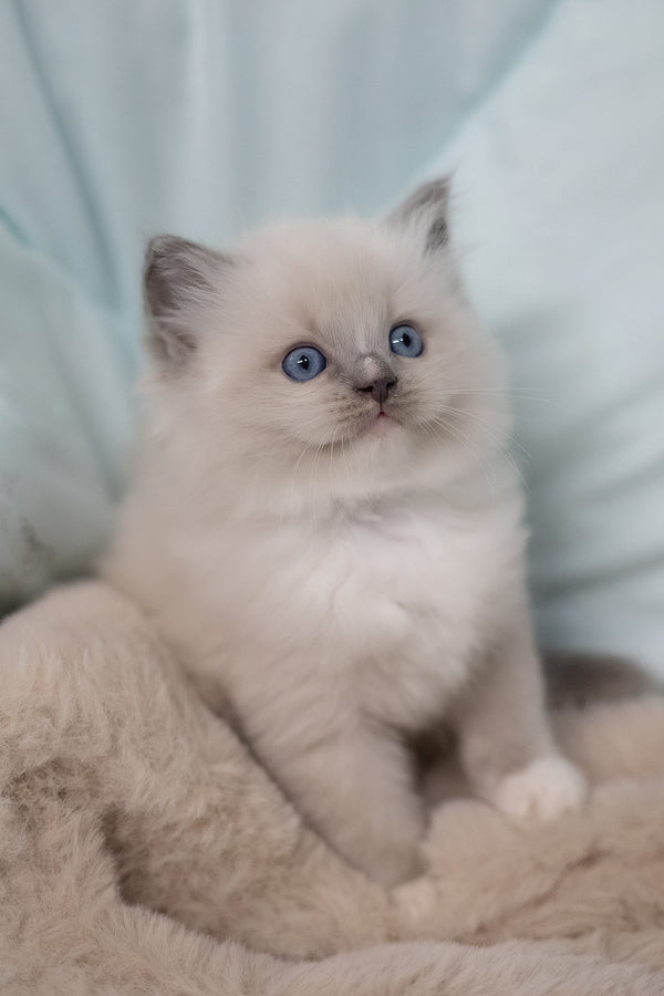 Roddy | Ragdoll Kitten