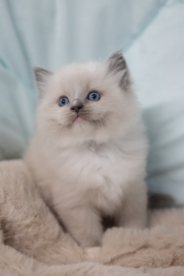 Roddy | Ragdoll Kitten