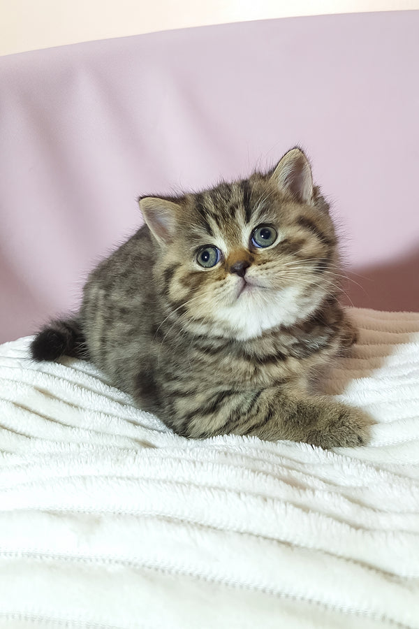 Rolex scottish straight fluffy tabby kitten with blue eyes and white chest resting on soft white blanket purebred kitties