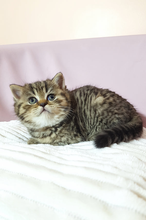 A fluffy scottish straight kitten with striking blue eyes and white chest resting on soft white textured blanket