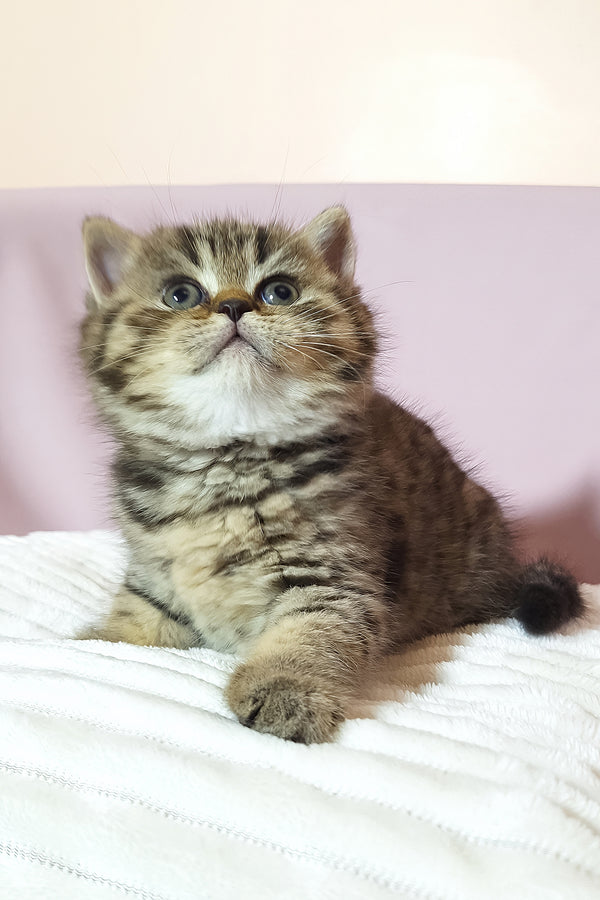 A fluffy purebred scottish straight brown tabby kitten with blue eyes and white chest sitting on soft white surface