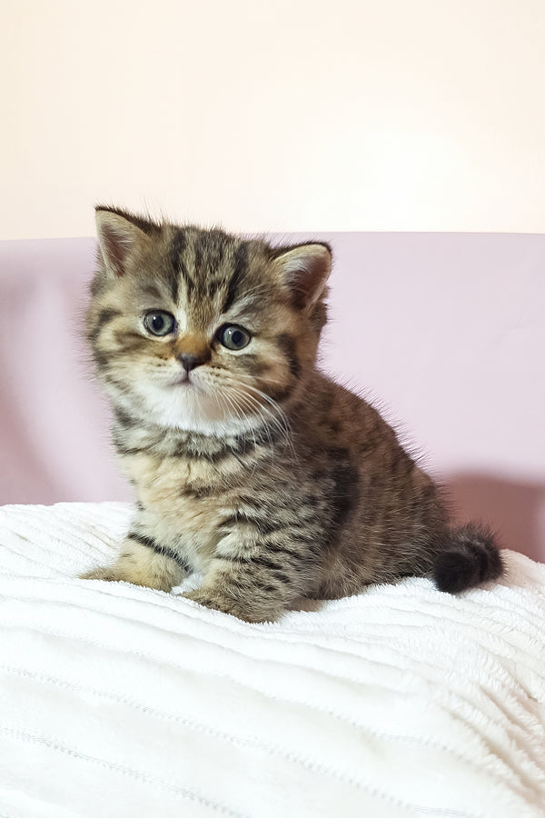 A fluffy scottish straight tabby kitten with striking blue eyes and white muzzle sitting on a soft white surface