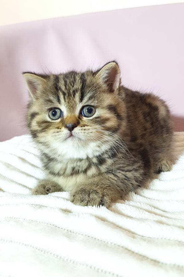 A fluffy brown scottish straight kitten with blue eyes and white chest resting on a soft white blanket