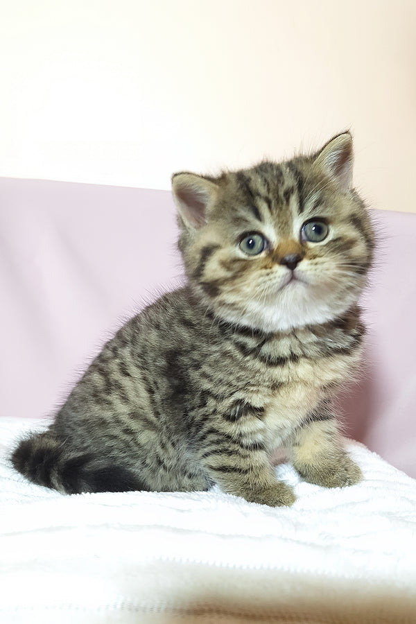 Rolex scottish straight kitten with fluffy purebred kitties coat and striking blue eyes sitting on white surface