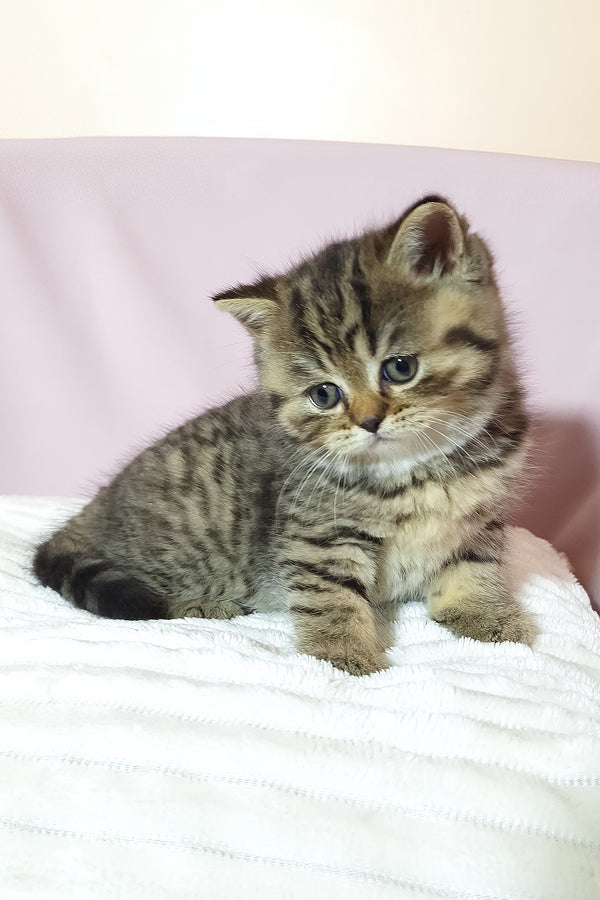 A fluffy scottish straight kitten with striking blue eyes and soft black spotted tabby fur on a white surface