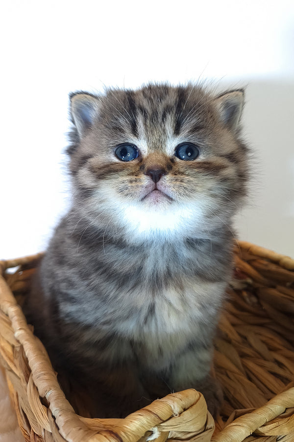 Rolex | Scottish Straight Kitten