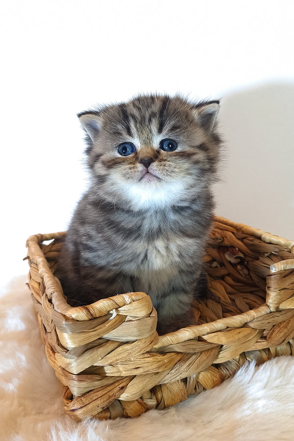 Rolex | Scottish Straight Kitten