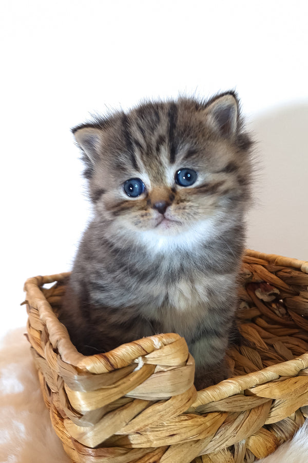 Rolex | Scottish Straight Kitten