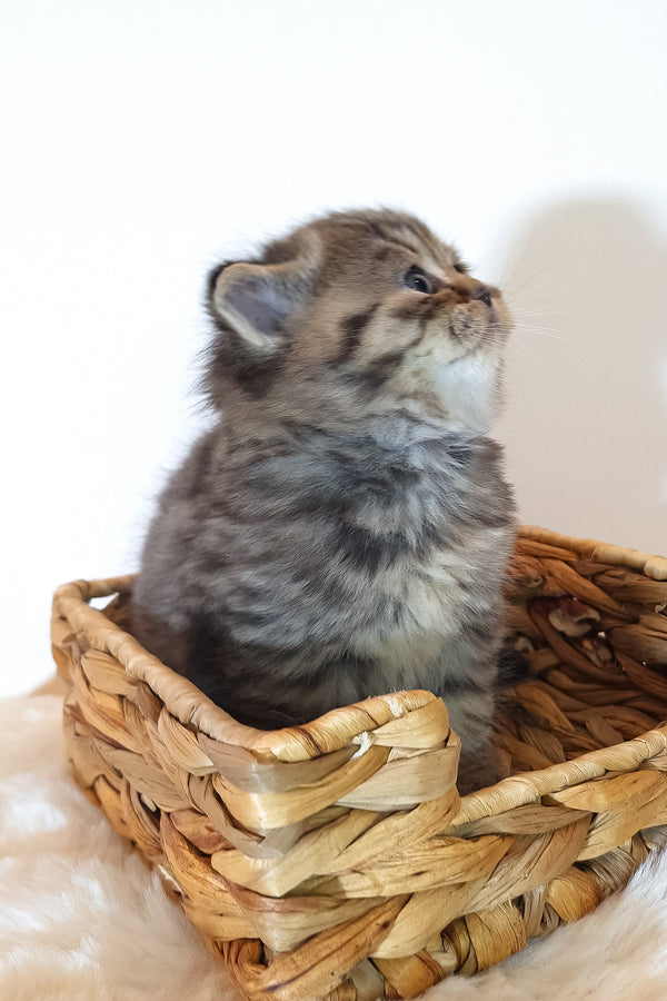 Rolex | Scottish Straight Kitten