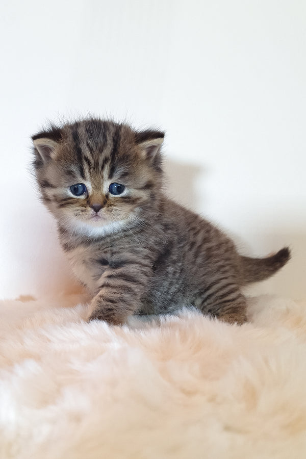 Rolex | Scottish Straight Kitten