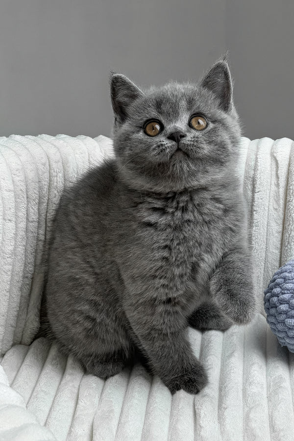 Romashka | British Shorthair Kitten