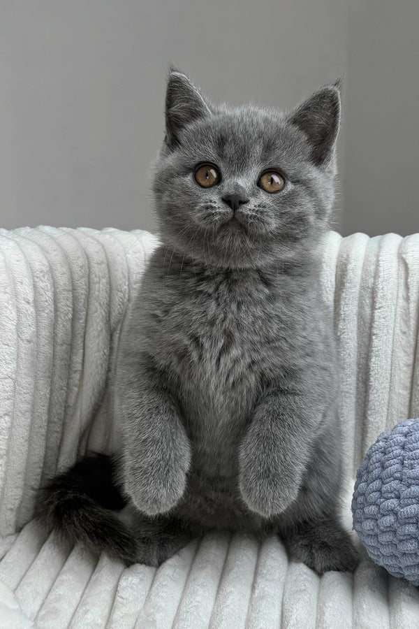 Romashka | British Shorthair Kitten