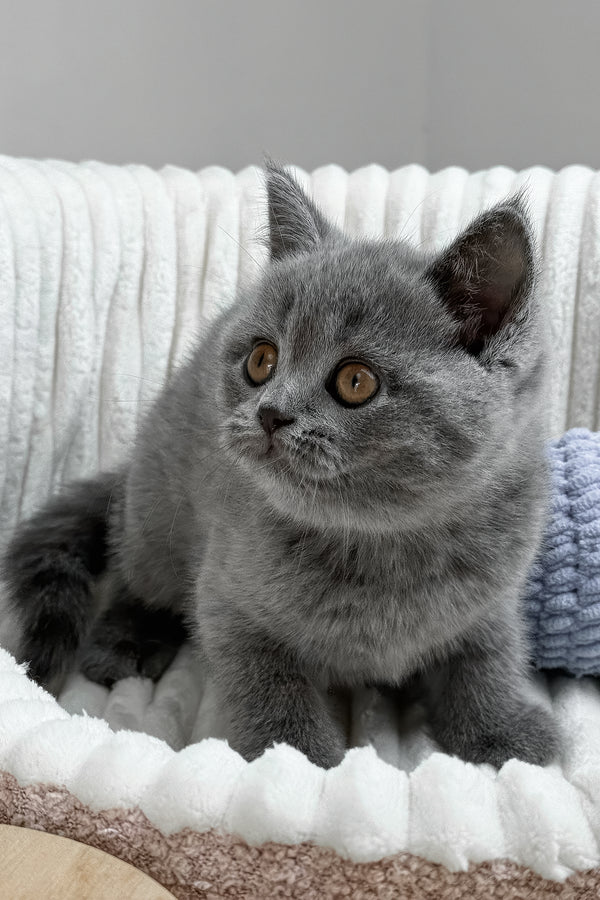 Romashka | British Shorthair Kitten
