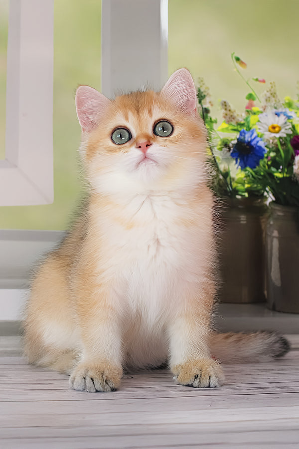 Romeo | British Shorthair Kitten