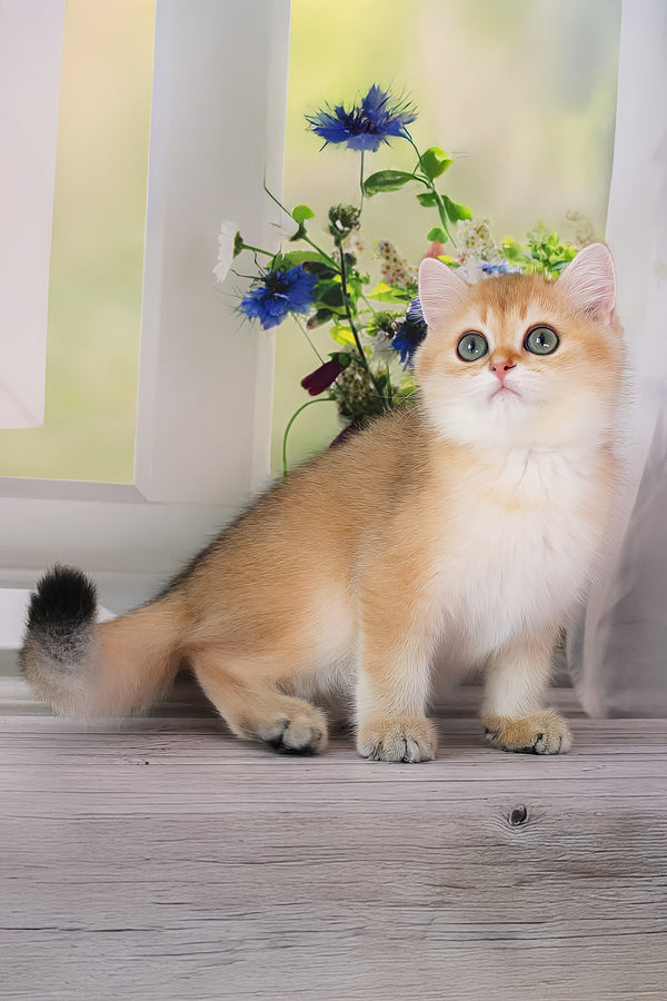 Romeo | British Shorthair Kitten