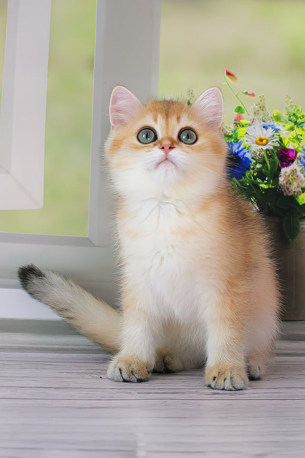 Romeo | British Shorthair Kitten