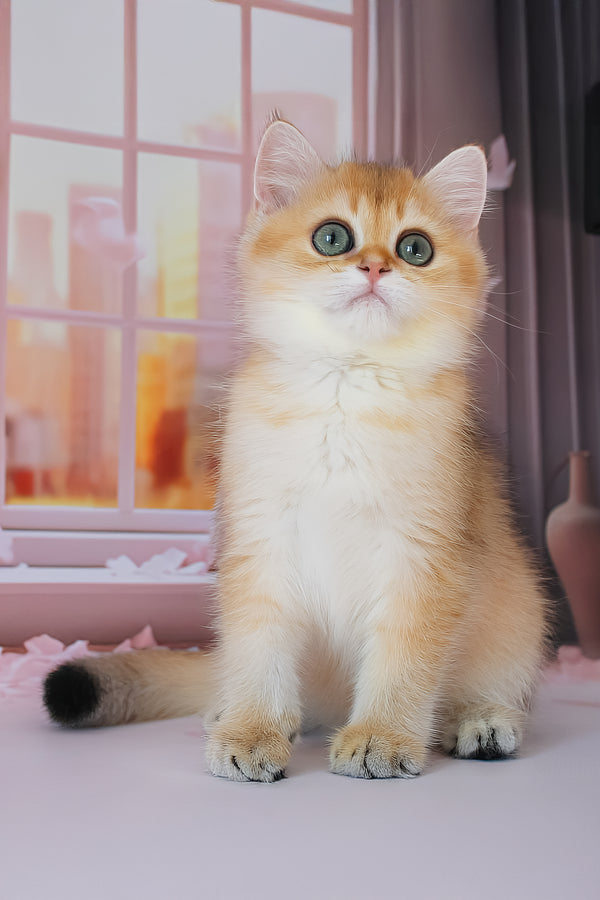 Romeo | British Shorthair Kitten