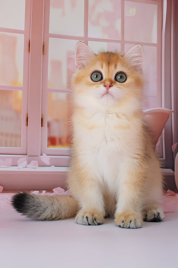 Romeo | British Shorthair Kitten