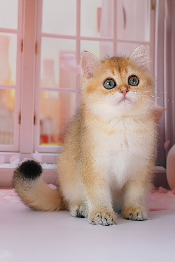 Romeo | British Shorthair Kitten