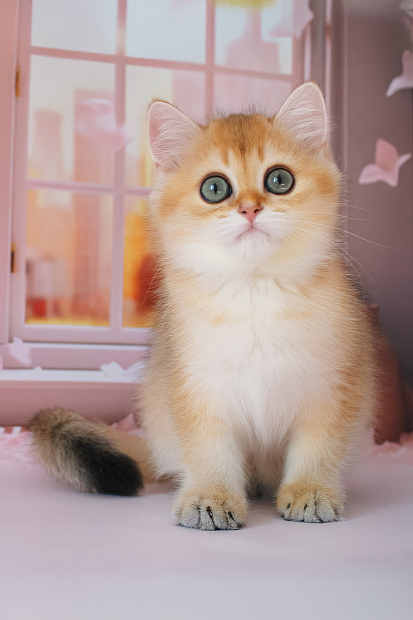 Romeo | British Shorthair Kitten