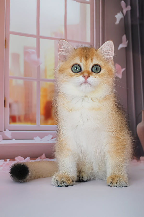 Romeo | British Shorthair Kitten