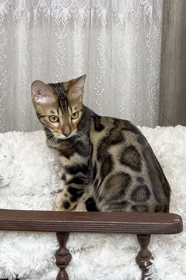 Ronaldo | Bengal Kitten