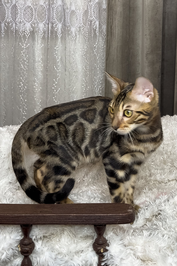 Ronaldo | Bengal Kitten