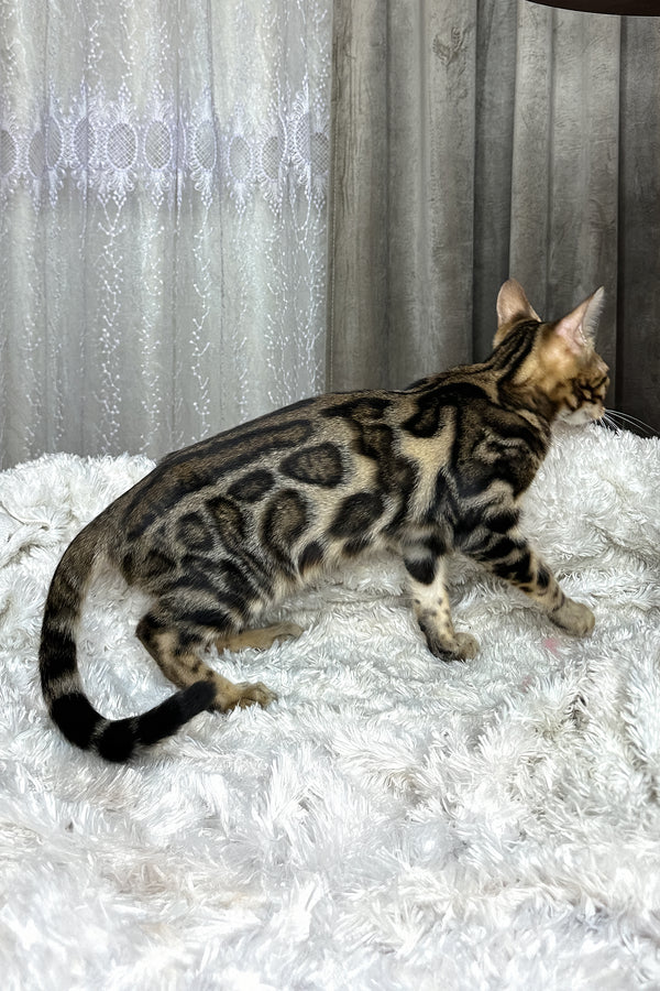 Ronaldo | Bengal Kitten