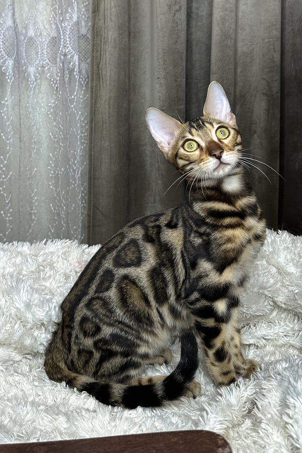 Ronaldo | Bengal Kitten